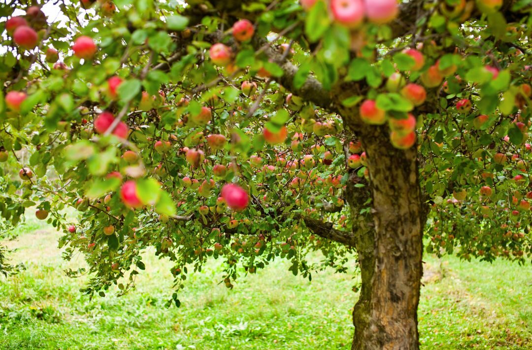 The Tree of Love: A Bible Study on Genesis 2–8
