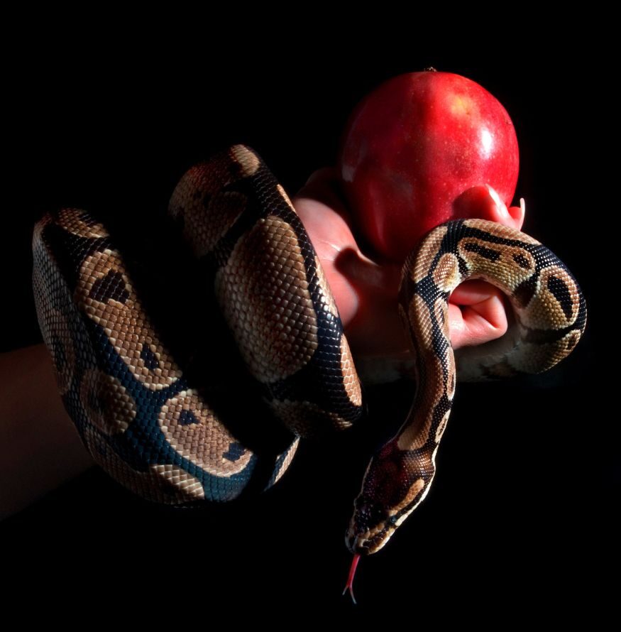 The Question That Broke the World: A Bible Study on Genesis 3